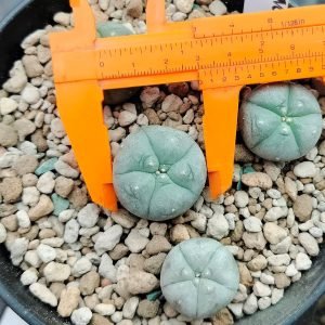 Peyote Buttons