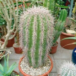 Carnegiea gigantea Saguaro