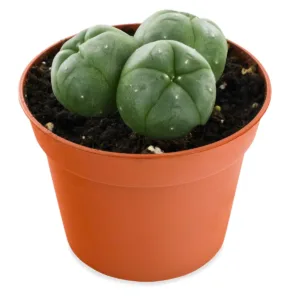 Peyote Cactus 3-Cluster (LOPHOPHORA WILLIAMSII)