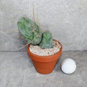 Trichocereus Bridgesii Monstrose