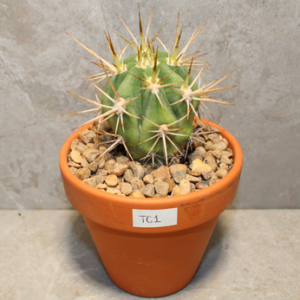 Trichocereus chiloensis (rooted)