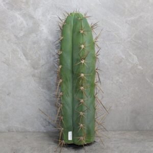 Trichocereus Cuzcoensis Cutting (25-30cm)
