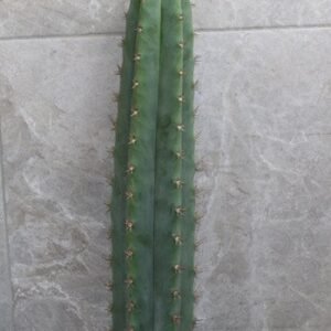 Trichocereus Pachanoi Cutting (45-50cm) ROOTED