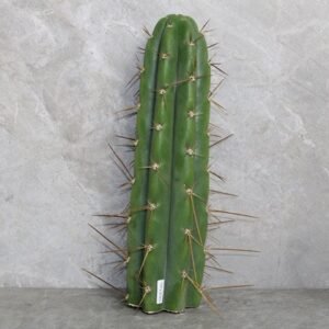 Trichocereus Peruvianus Cutting (25-30cm)